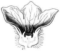 Fig. 1. M�nnliche Bl�te der Melone.