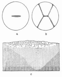 Fig. 3. Diskoidale Furchung des H�hnereies. a u. b Keimscheibe, Fl�chenansicht, c senkrechter Durchschnitt der Keimscheibe.