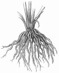 Fig. 2. B�schelwurzel des Getreides.