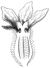 Fig. 2. Weibliche Bl�te der Melone.