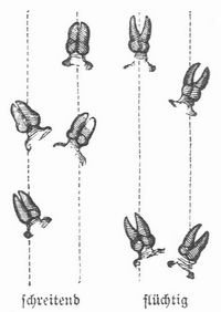 Fig. 1. Schwarzwildf�hrte.