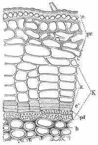 Querschnitt durch die Rinde eines j�hrigen Zweiges von Ribes nigrum. e Epidermis, pr Rindenparenchym, K Periderm, k Korkschicht, c Phellogen, pd chlorophyllhaltige Peridermzellen, b Bast.
