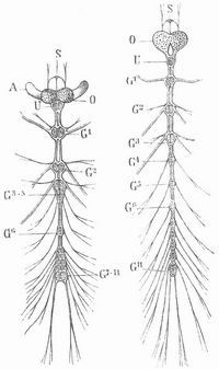 Fig. 6. Nervensystem eines K�fers (links) und seiner Larve (rechts.) S. Stirnganglien, A Augenganglien, O Gehirn (Oberschlundganglion), U Unterschlundganglion, G111 Ganglien des Bauchstranges.