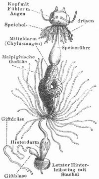 Fig. 5. Verdauungsapparat der Biene.