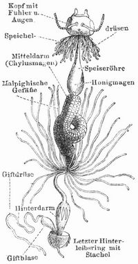 Fig. 2. Verdauungsapparat der Biene.