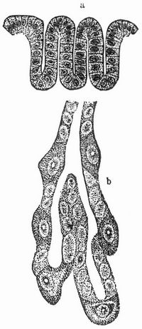 Labdr�sen. a Entstehende Labdr�se (Einst�lpung der Schleimhaut des Magens); b fertige Dr�se.