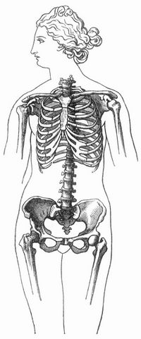 Fig. 3. Normaler Brustkorb.