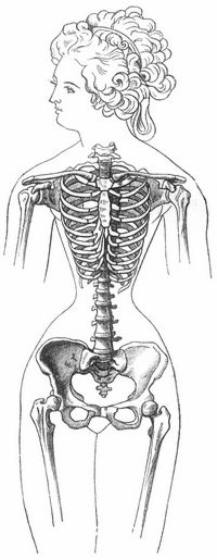 Fig. 4. Durch Schn�ren verunstalteter Brustkorb.