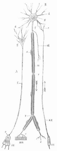 Fig. 2. Verschiedene Typen von Neuronen.