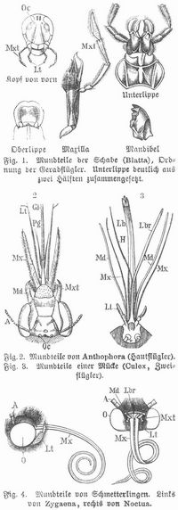 Fig. 14. Mundteile von Insekten. A Antennen, Gl Zunge, H Stechborste, Lb Unterlippe, Lbr Oberlippe, Lt Lippentaster, Md Mandibeln, Mx Maxilla (R�ssel), Mxt Kiefertaster, O Augen, Oc Nebenaugen, Pg Nebenzungen.