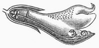 Fig. 1. Bl�te von Leonurus.