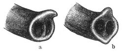 Fig. 1. a R�ssel des indischen, b des afrikanischen Elefanten.