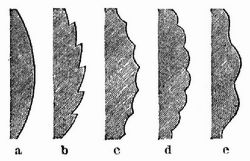 Ausbildung des Blattrandes: a) ganzrandig, b) ges�gt, c) gezahnt, d) gekerbt, e) ausgeschweift.