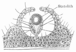 Fig. 4. Statocyste, H�rgrube von Rhopalonema (Meduse).