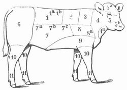 Fig. 2. Kalb. 1, 2 R�cken; 1a Kotelett; 1b Innenfilet, Ende; 2 Nierenst�ck mit Niere und Filet; 3 Kamm; 4 Hals; 4a Kalbsmilch; 5 Kopf; 5a Br�gen; 5b Zunge; 6 Keule; 7 Brustst�ck; 7a, b, c Lunge, Leber, Herz (Geschlinge); 8 Schulter; 8a Brustspitze (darunter weggehend); 9 Brust; 10 Hesse; 11 F��e.