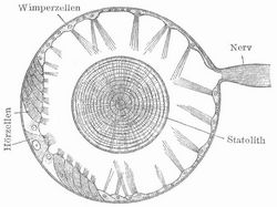 Fig. 6. Statocyste eines Kielf��ers.