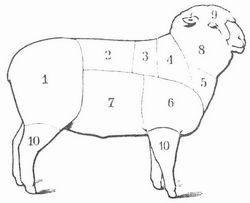 Fig. 3. Schaf. 1 Keule; 2 Rippenst�ck oder Kotelett; 3 Nierenst�ck; 4 dicke Rippe; 5 Bug; 6 Schulter, Blatt; 7 Bauchst�ck; 8 Hals; 9 Kopf; 10 Beine.