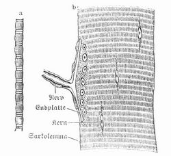Fig. 2. a Primitiv-Fibrille, b quergestreifte Muskelfaser der Eidechse (Lacerta).