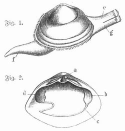 Fig. 1. Mactra elliptica, Tier mit Schale. e Kloakensipho, g Kiemensipho, f Fu�.  Fig. 2. Linke Schalenklappe von M. solida. a Schlo�. b vorderer, d hinterer Schlie�muskel, c Mantellinie.