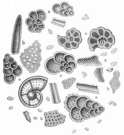 Mikroskopische Ansicht der wei�en Schreibkreide. a Foraminiferen, b Bryozoen, c Kokkolithen.