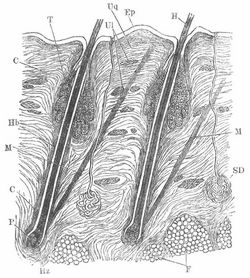 Fig. 2. Kopfhaut des Menschen. Ep Epidermis, C (Lederhaut) Cutis, Ul L�ngs-, Uq Querz�ge des Bindegewebes in ihr, H Haar, Hb Haarbalg, Hz Haarzwiebel, P Haarpapille, M Haarmuskel, SD Schwei�dr�se, T Talgdr�se, F Fettk�rper.