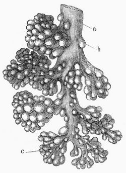 Fig. 1. Eine Bronchie nebst ihren Bl�schen. 14mal vergr��ert.