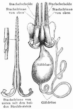 Fig. 1. Stachelapparat der Biene.
