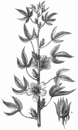 Hibiscus cannabinus (ostindische Hanfrose, Gambohanf). a Frucht.