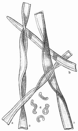 a Baumwolle; b Spitze eines Haares; c Querschnitte.