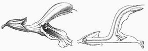 Fig. 2. Bl�te von Salvia.