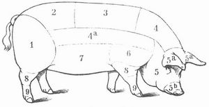 Fig. 4. Schwein. 1 Schinken, Keule; 2 Märbraten mit Filet; 2 u. 3. Rücken; 3 Rückenstück, Rippespeer, Kotelett; 4 Kamm; 4a Rückenfett oder fetter Speck bis zu der punktierten Linie und darüber; 5 Kopf; 5a Ohren, zwischen ihnen Brägen; 5b Schnauze; 6 Vorderkeule, Bug, Schulterblatt, Vorderschinken; 7 Bauch, magerer Speck; 8 Dickbein, Eisbein; 9 Spitzbein.