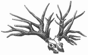 Fig. 3. Sch�del und Geweih von Cervus Sedgwicki Falc. aus dem obersten Plioc�n.