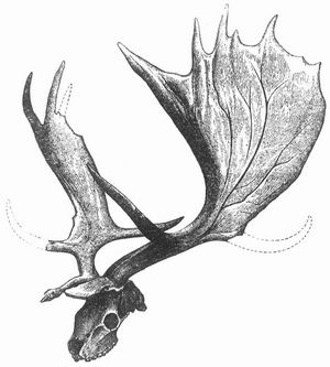 Fig. 4. Sch�del und Geweih des Ruffschen Riesenhirsches (Megaceros Ruffii Nehring).