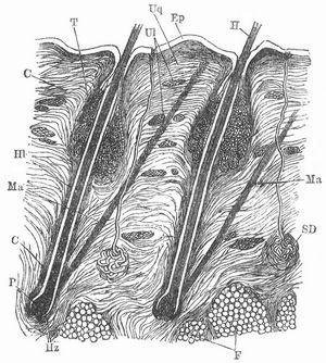 Fig. 1. Kopfhaut des Menschen. Ep Epidermis, C Cutis (Lederhaut), Ul L�ngs-, Uq Querz�ge des Bindegewebes in ihr, H Haar, Hb Haarbalg, Hz Haarzwiebel, P Haarpapille, Ma Haarmuskel, SD Schwei�dr�se, t Talgdr�se, F Fettk�rper.