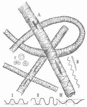 Fig. 1. A Wollhaar, 200mal vergr., B Kr�uselung, C Querschnitt. I normalbogig, II hochbogig, III flachbogig.