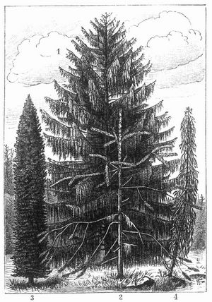 Fichtenformen. 1 H�ngefichte (Picea excelsa Lk. lusus viminalis Casp.).  2 Schlangenfichte (P. excelsa Lk. lusus virgata Jacques et Casp.).  3 u. 4. Trauerfichte (P. excelsa Lk. lusus pendula Jacques et H�rincq).