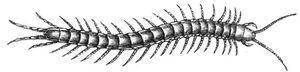 Fig. 2. Scolopendra morsitans.