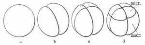 Fig. 2. In�quale Furchung des Froscheies.
