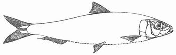 Pilchard.