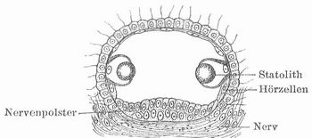 Fig. 5. Statocyste von Euchilota (Meduse).
