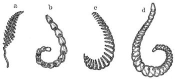 Fig. 1. a Plattstich, b Kettenstich, c Languettenstich, d Doppelfestonstich.
