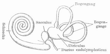 Fig. 7. Schema des S�ugetierlabyrinths (Ptaotrachea).