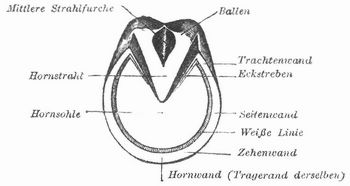 Fig. 1. Huf, von unten gesehen.