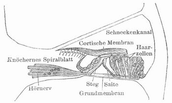 Fig. 2. Das Cortische Organ. (Querschnitt.)