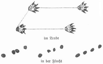 Spur des Fischotters.