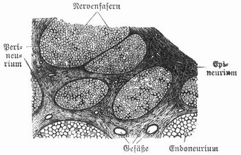 Fig. 1. Teil eines Nerven-Querschnittes.