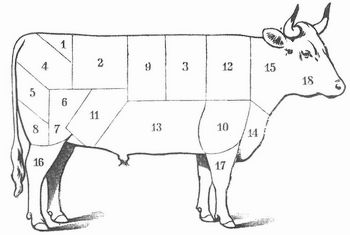 Fig. 1. Rind. Die Innenseite von 1,2,9,3 enthält das Filet. 1 Ecke, Blume; 2 flaches Roastbeef; 3 Fehlrippen; 4 Schwanzstück, Blume; 5 Mittelschwanzstück; 6 Blume; 7 Dünnung; 8 Unterschwanzstück; 9 hohes Roastbeef, Mittelrippe; 10 Blatt, Bogen; 11 Nachbrust, Spitze; 12 mürber Kamm; 13 Brust; 14 Stich, Wamme; 15 Hals; 16,17 Hesse; 18 Kopf. Im Innern der Keule nach der andern Seite liegt die Oberschale.