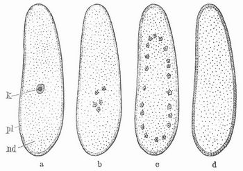 Fig. 4. Superfiziale Furchung. k Kern, pl Protoplasmamantel, nd Nahrungsdotter. a Ei mit einem Kern, b c Ei mit Tochter- und Enkelkernen, c Wanderung der Kerne an die Oberfl�che des Eies, d Zerkl�ftung des Protoplasmamantels.