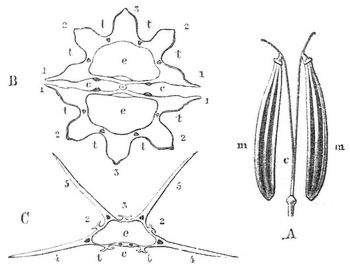 A Doppelachenium von Chaerophyllum; B Durchschnitt durch die beiden Teilfr�chtchen von Aethusa, C durch eins von Daucus.