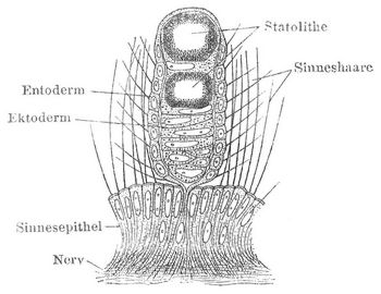 Fig. 3. H�rk�lbchen von Cunina (Meduse).